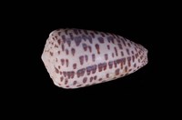 藏品(芝麻芋螺)的圖片